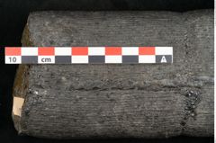 Foto (Detailansicht) von Calamites communis Ettingshausen (NHMW-GEO-2024-0188-10969)